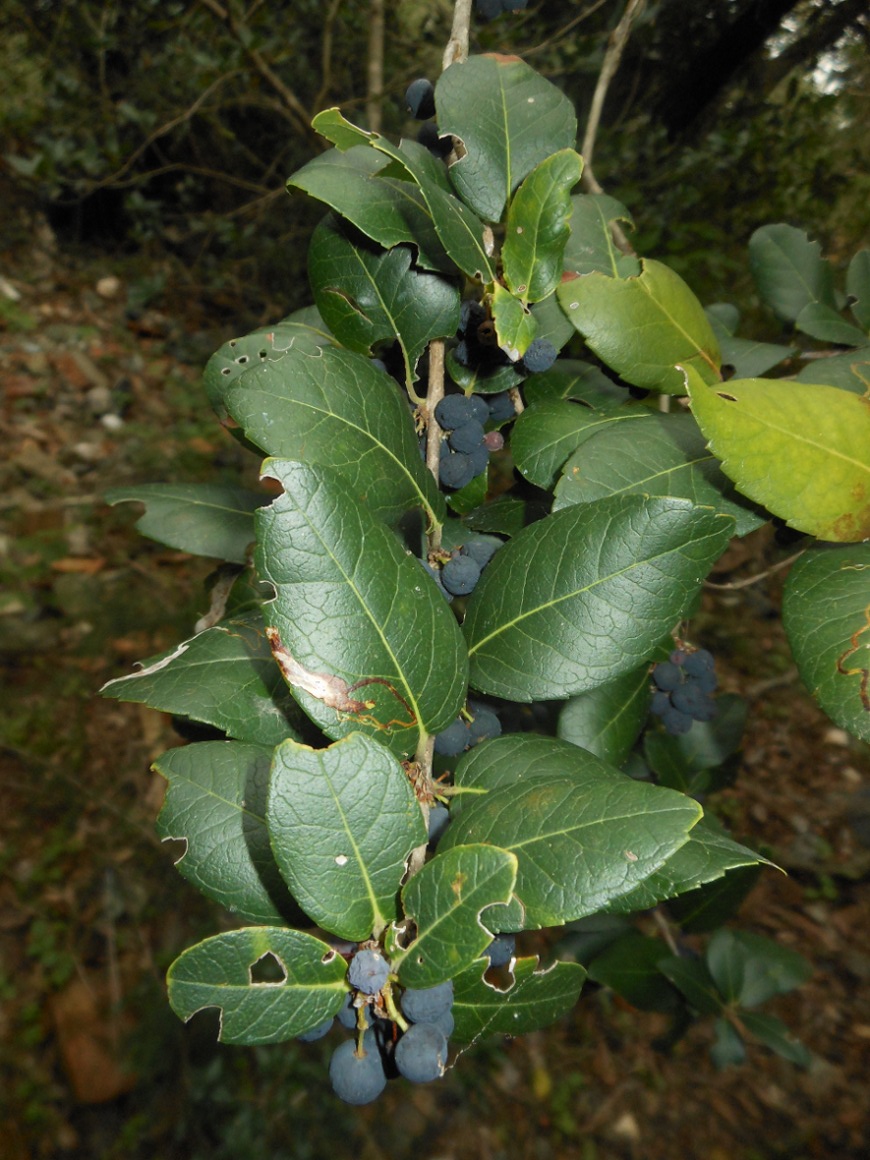 Phillyrea latifolia L. / Fillirea